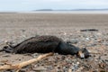 Dead cormorant on a sandy beach