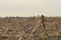 Dead corn Royalty Free Stock Photo