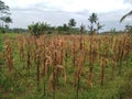Dead Corn Plant Royalty Free Stock Photo
