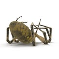 Dead Corn Spider Isolated on White Background 3D Illustration Royalty Free Stock Photo