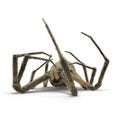 Dead Corn Spider Isolated on White Background 3D Illustration Royalty Free Stock Photo