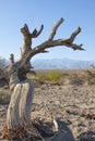 Dead cottonwood tree in sand near sand dunes in Death Valley Cal Royalty Free Stock Photo
