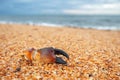 Dead crab claw on yellow sand beach Royalty Free Stock Photo