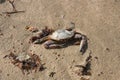 dead crab coastal sunset on the beach Belo Horizonte sea view sunset Brazil Bahia Royalty Free Stock Photo