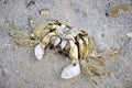 Dead crab in the sand Royalty Free Stock Photo