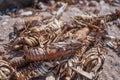 Dead crabs on the beach