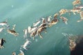 Dead crabs on a surface of the sea.