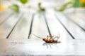 Dead cucaracha Royalty Free Stock Photo