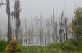 Dead cypress trees in a pond at Guste Island Louisiana Royalty Free Stock Photo