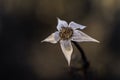 A dead daisy in the winter Royalty Free Stock Photo