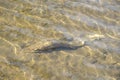 Dead and Decomposing Whole Salmon in a Shallow River Royalty Free Stock Photo