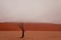 The dead desert of Namibia you have never seen
