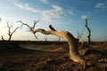 Dead diversifolia populus