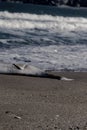 dead Dolphin thrown on beach