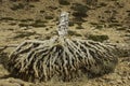Dead Dragon Blood Tree, Dracaena cinnabari, Socotra dragon tree, Threatened species Royalty Free Stock Photo