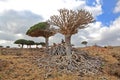 Dead dragon tree