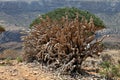 Dead dragon tree