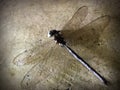 Dead dragonfly on the cement floor.