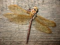 A dead dragonfly (Odonata)