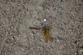 Dead dragonfly in sand