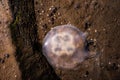 Dead dragonfly stuck on dead jellyfish at south of thailand shores