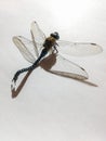 A dead dragonfly on white background