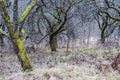 Dead dried apple trees orchard Royalty Free Stock Photo