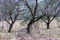 Dead dried apple trees orchard Royalty Free Stock Photo