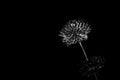 Dead and dried flower with infinity black background Royalty Free Stock Photo