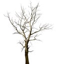 Dead dried oak tree isolated on white