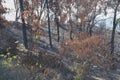 dead dried out trees covering a hillside Royalty Free Stock Photo