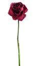 Dead dried red rose