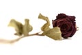 Dead dried rose on white background