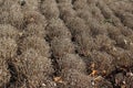 Dead and dried rows of Chrysanthemum flowers Royalty Free Stock Photo