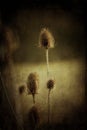 Dead and dried thistles