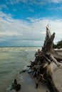 Dead driftwood tree on beautiful Sanibel Island shell beach Royalty Free Stock Photo