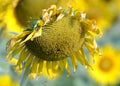 Dead drooping Sunflower