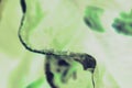 Dead dry coffee plant leaves edges abstract Royalty Free Stock Photo