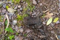 Dead, dry common toad (Bufo bufo) on forest ground Royalty Free Stock Photo
