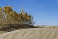 The dry plants on the sand dunes Royalty Free Stock Photo