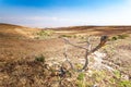 Dead Dry Desert Tree Plant Arid Landscape