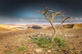 Dead Dry Desert Tree Plant Arid Landscape