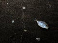 Dead dry fish on the black sand ground Royalty Free Stock Photo
