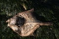 Dead dry fish (flounder, Platichthys, demersal fish) on a seashell Royalty Free Stock Photo