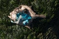 Dead dry fish on a seashell beach in Black sea Royalty Free Stock Photo