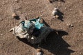 Dead dry fish on a seashell beach in Black sea Royalty Free Stock Photo