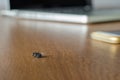 Dead dry fly on the wooden table against blurred laptop and mobile phone background. Royalty Free Stock Photo