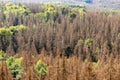 Dead dry forest. Bark beetle calamity. Environmental disaster Royalty Free Stock Photo