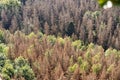 Dead dry forest. Bark beetle calamity. Environmental disaster Royalty Free Stock Photo