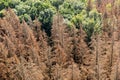 Dead dry forest. Bark beetle calamity. Environmental disaster Royalty Free Stock Photo